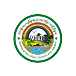 home_moali-1